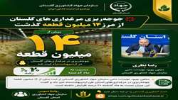 ثبت بیش از ۱۴ میلیون قطعه جوجه‌ریزی در مرغداری‌های گلستان